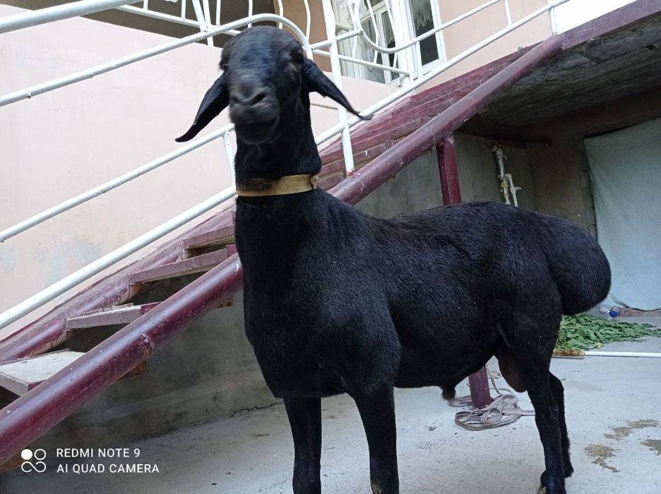 Кассоб-Qassob-Мясник service hizmati