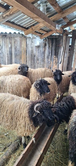 Vând Mieluțe și Berbecuți de prăsilă _ Vârstă sub 1 an