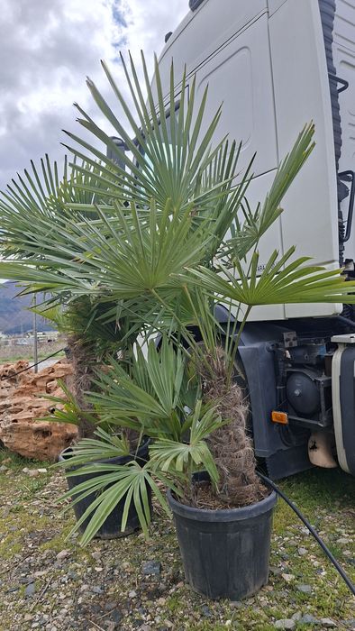 Палми Трахикарпус