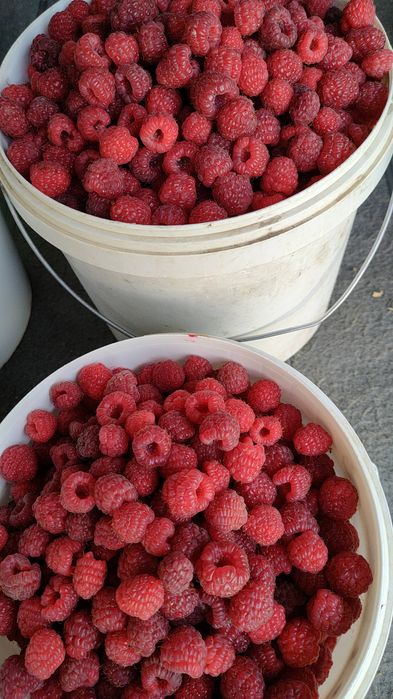 Саженцы малины ремонтантной.