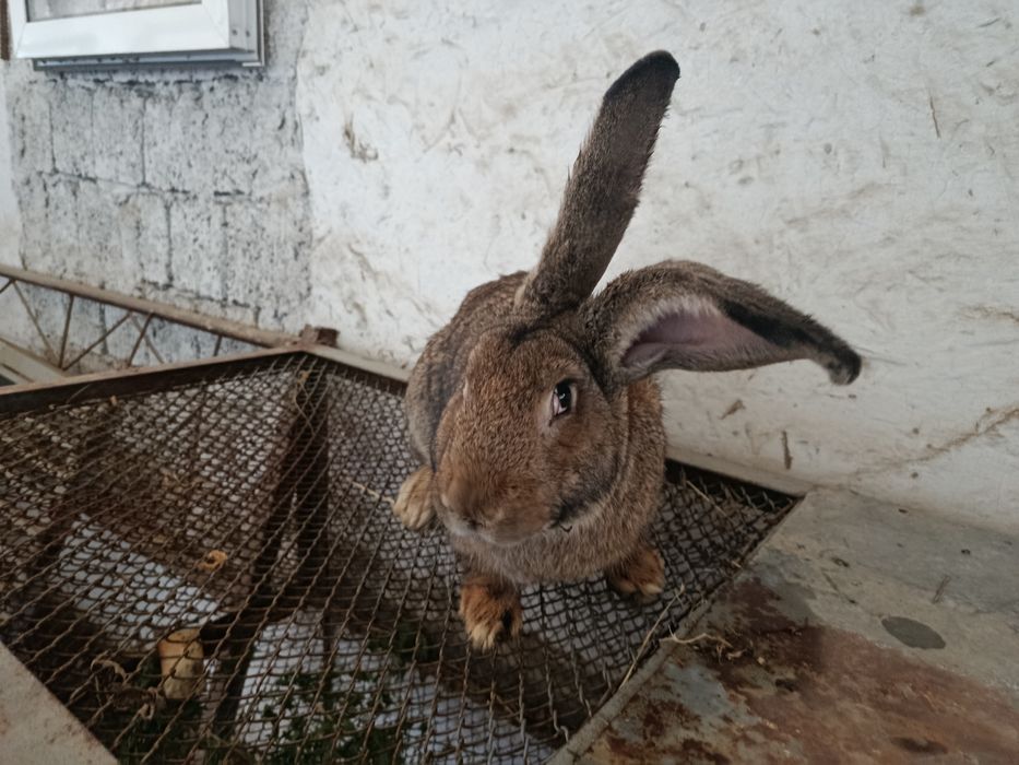 Фландр пародали куен