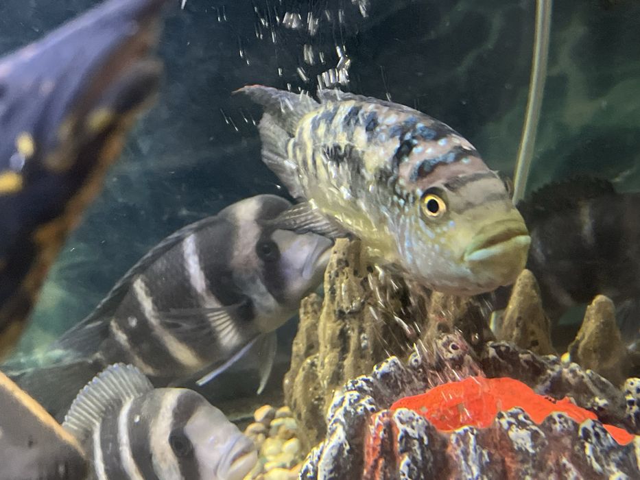 Цихлиды, Америка