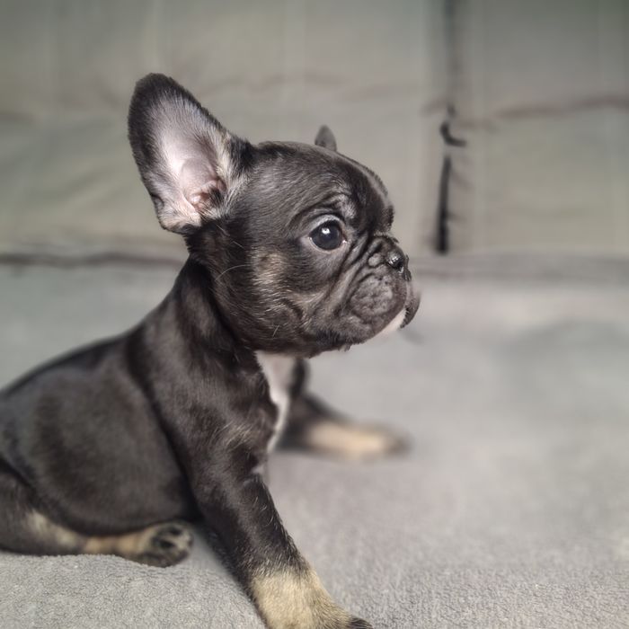 Девочки французского бульдога