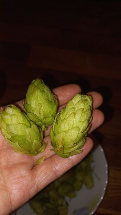 Продам очень полезный Хмель шишки