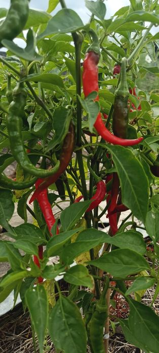 Перец кайенский жгучий