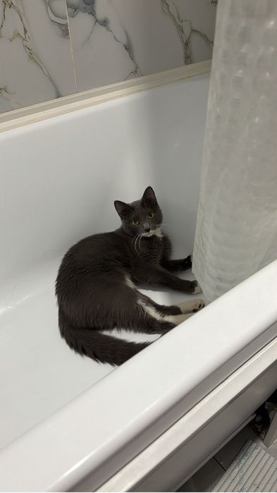 Отдам котика в хорошие руки