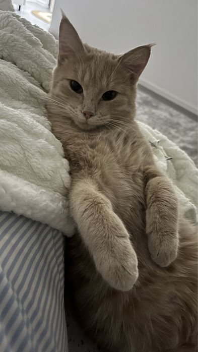 Отдам котика в добрые руки