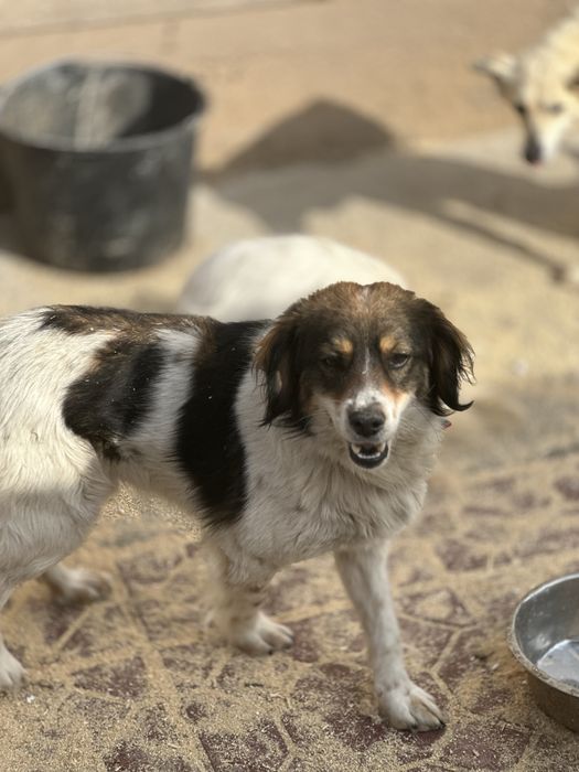 Собаки с приюта в хорошие руки.