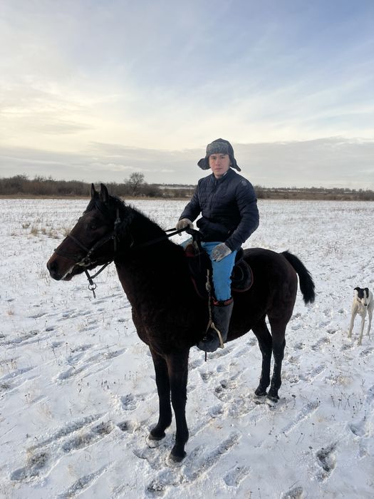 Кокпар Айғыр аяқ қолы сау