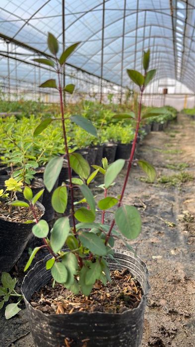 Жимолость декоротивная