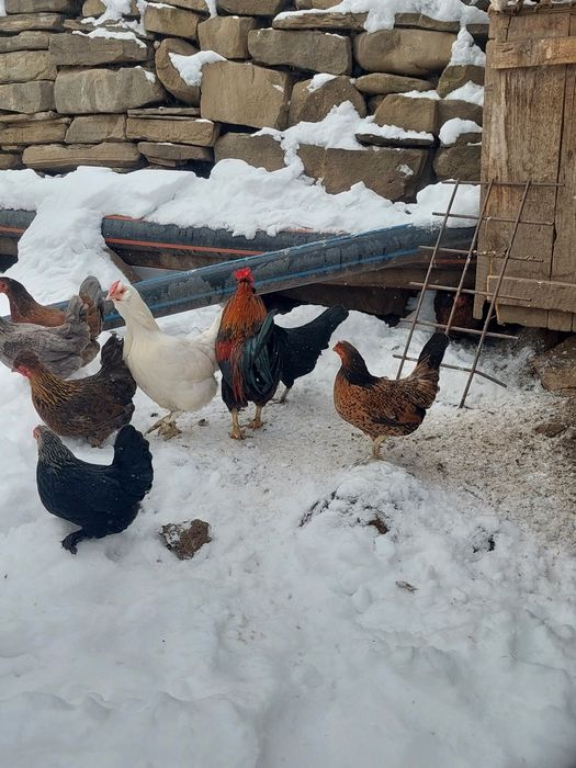 Vând găini talie mică