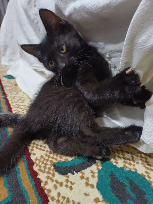 Отдам котят в добрые руки