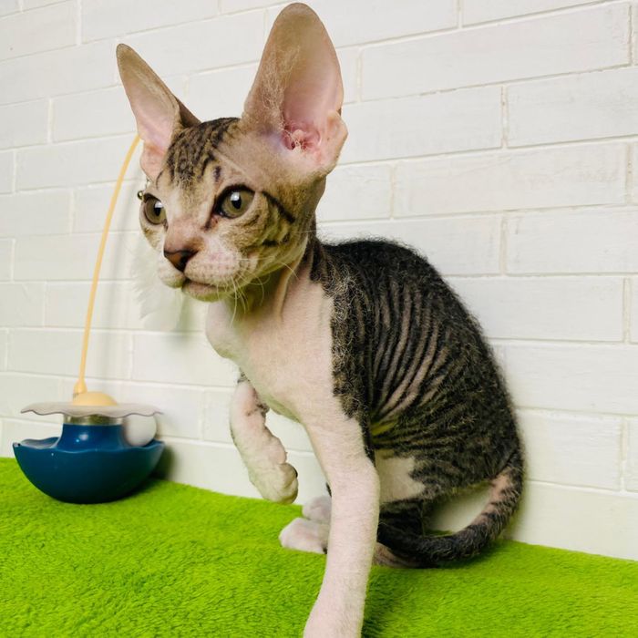 Девочка сфинкс (браш)