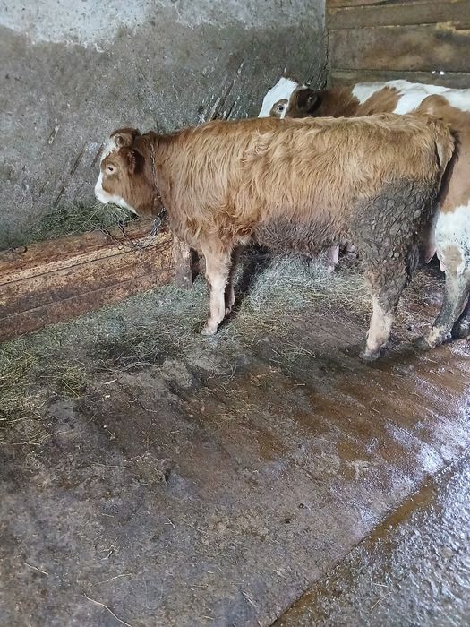 Vand tauraș sarolet