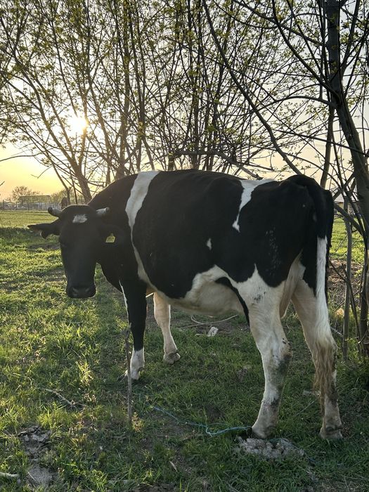 Vand 8 vaci mai multe detali la numarul de telefon