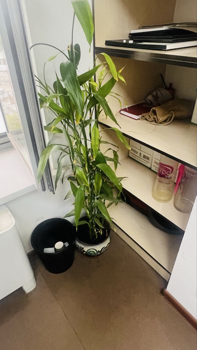 Комнатные растения (продаются вместе).