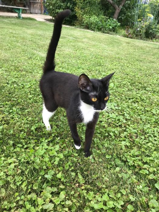 Кошка потеряшка в семью