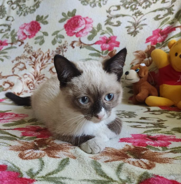Отдам бесплатно котят