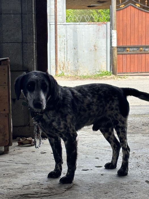 Продам Спаниель!!!