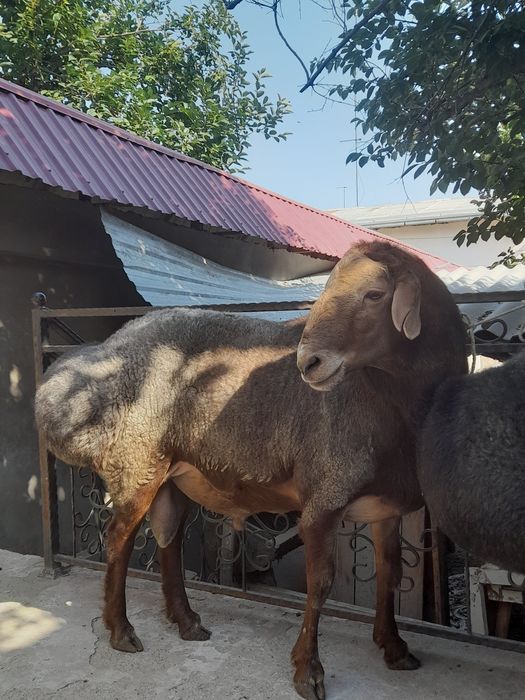 Qurbonlikka Katta Qòchqorlar bor!