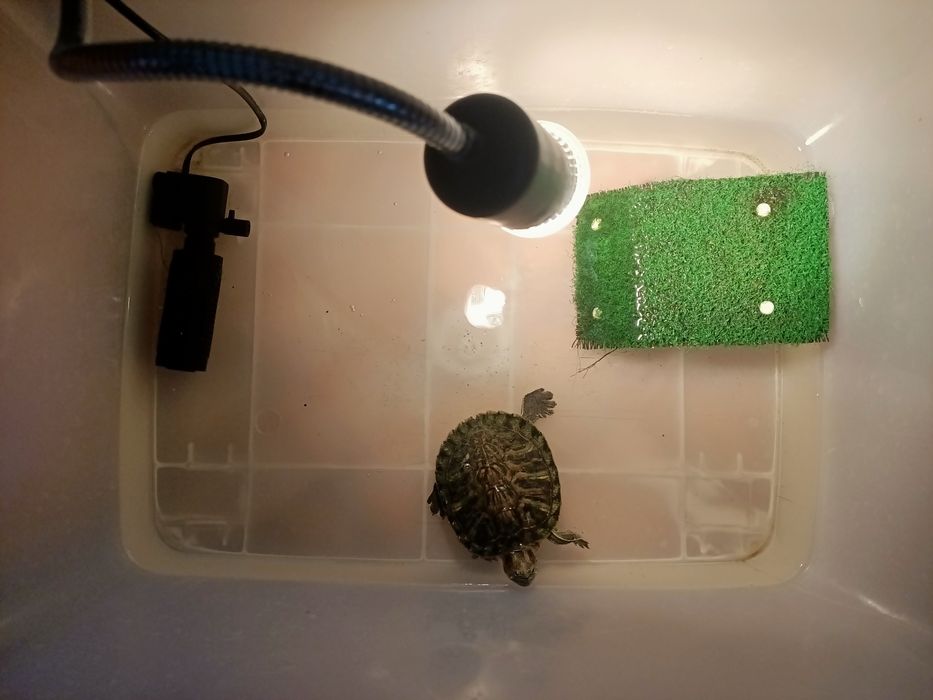 Черепаха красноухая с террариумом