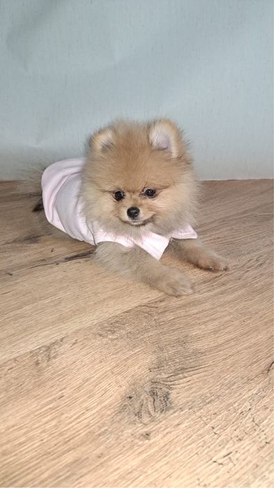 Pomeranian cu pedegree