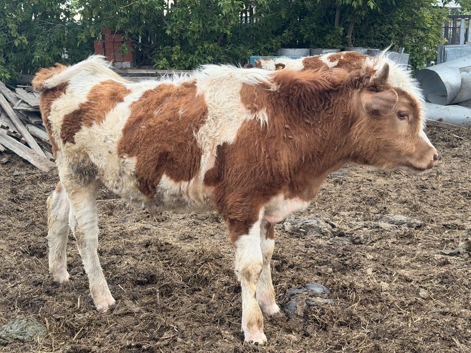 Продам бычка годовалого