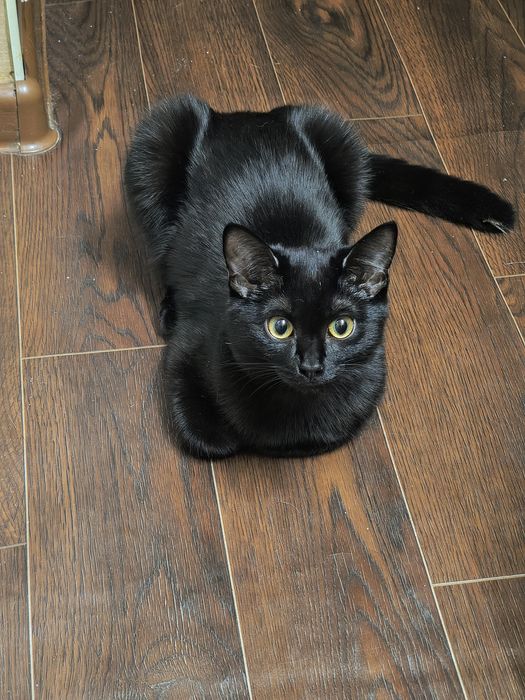 Чёрная кошечка ищет ведьму)