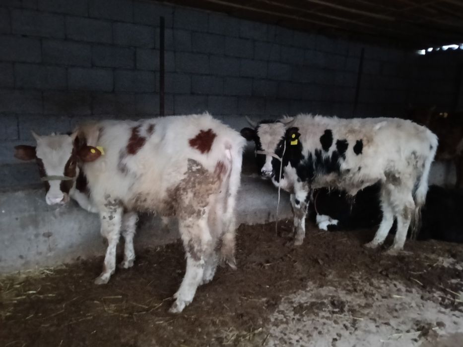 Бычки больше года