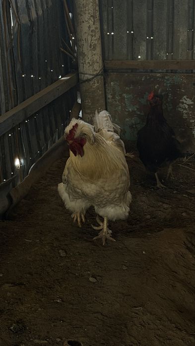 Қораз,сатылады……