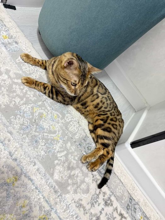 Чисто кровный бенгальский кот