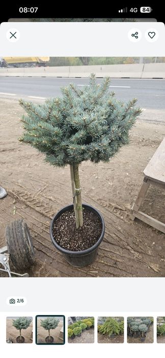 Mesteacan  alb  plante