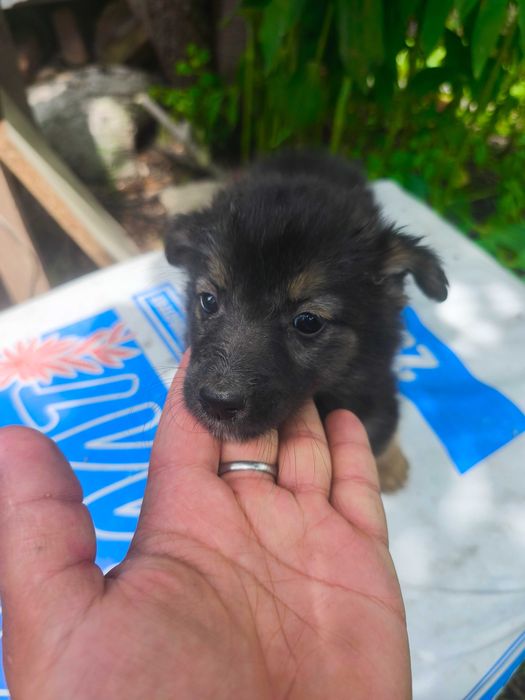 Щенки ищут семью