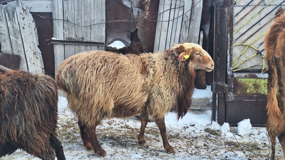 Қошқар семіз асыл тұқым