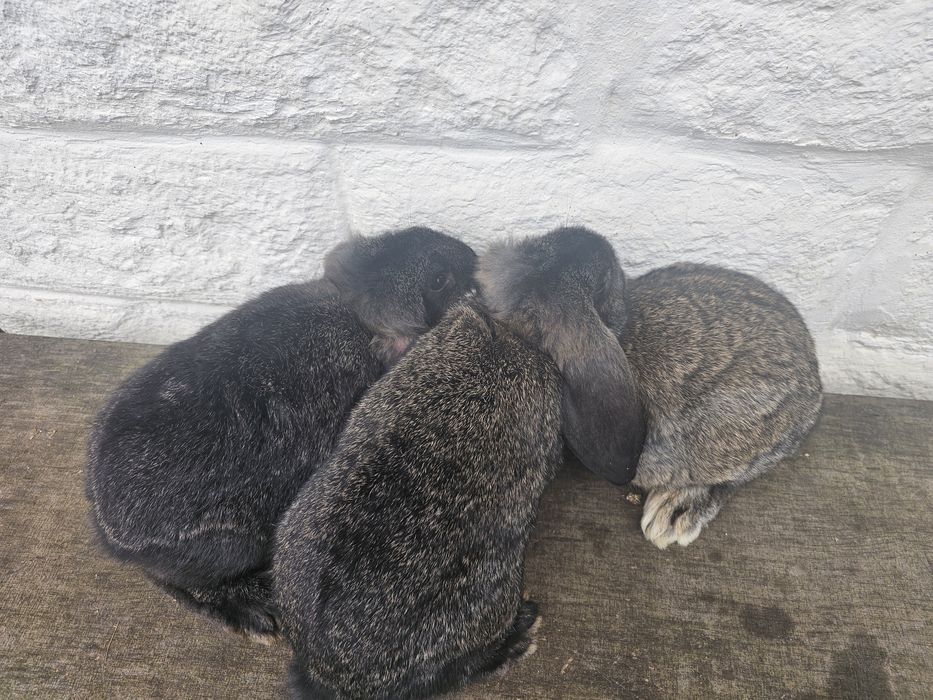 Iepuri berbec german