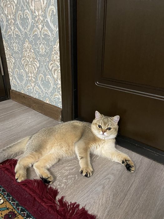 Золотая шиншилла