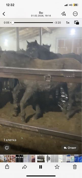 Тай жылқы лошади откорм