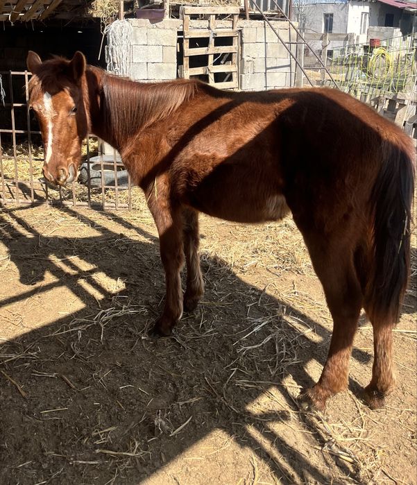 Сауынлы бие кулынымен тайы 3бас