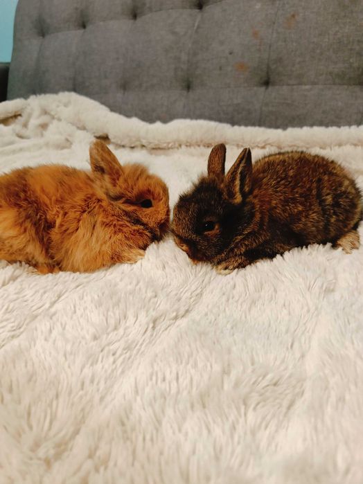 Декоративни зайчета на 1 месец