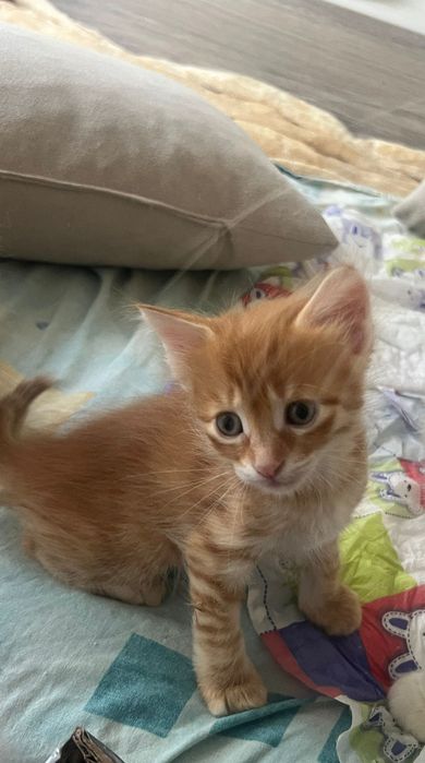 Подарявам котенца турска ангора