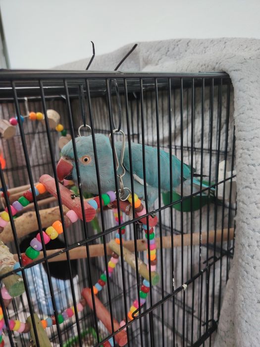 Ожереловый попугай (самка)