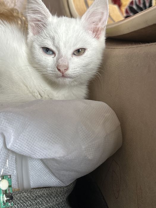 Продам котенка