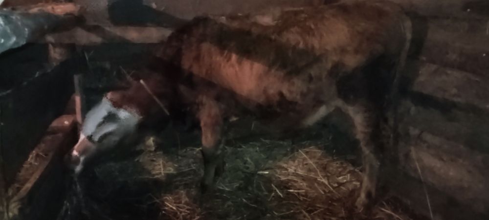 Продам бычки год