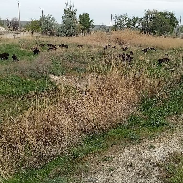 Фазенда сатылады