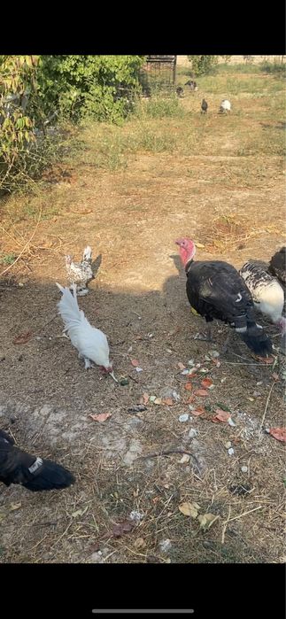 Куркалар , курк булган. Курка + 8та жужаси билан