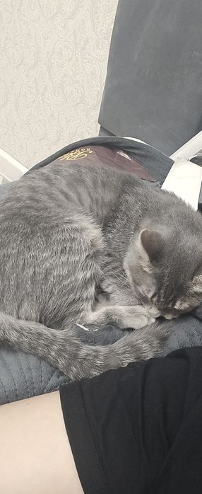 Кошку в добрые руки