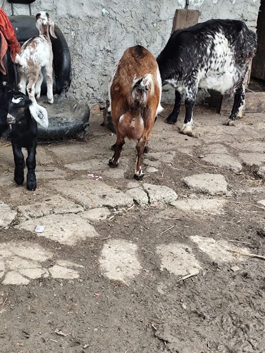 Capre metisane cu tapisori