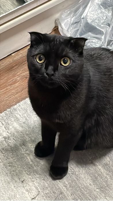 Отдам кота в добрые руки