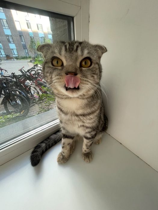 Продаём шотландский вислоухий котик