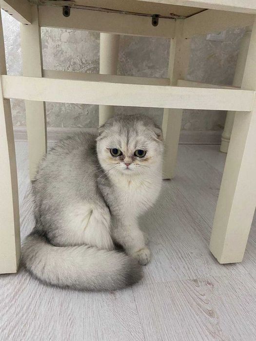 шотландская вислоушка